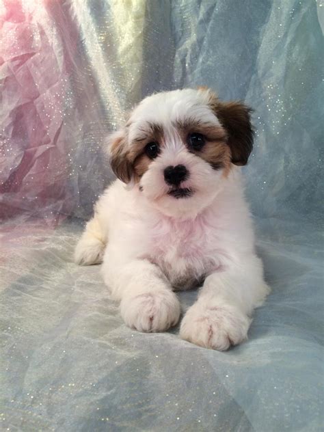 Different shades of brown, some have a little white on chest. . Dogs for sale in iowa